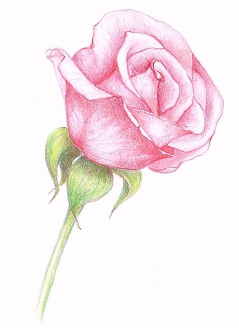 Come Disegnare Una Rosa Petali Di Colore Rosa Stelo E Foglie Verdi