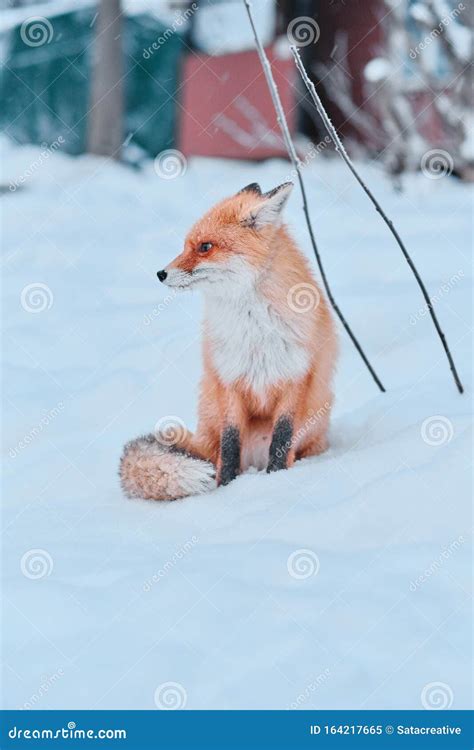 Zorro Rojo Sentado En La Nieve Imagen De Archivo Imagen De Animal