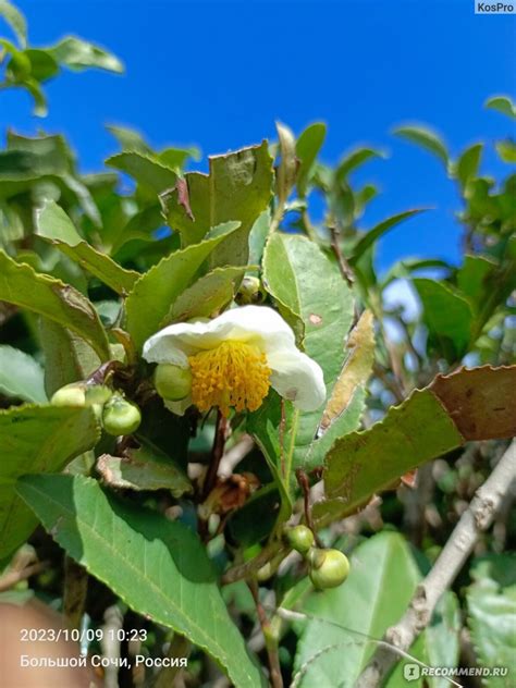 Адам-чай плантация, Сочи - «Адамчай» | отзывы