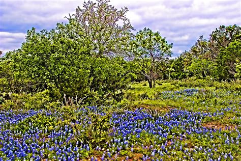 Texas Blue Bonnet Painting Digital Art by Linda Phelps | Fine Art America