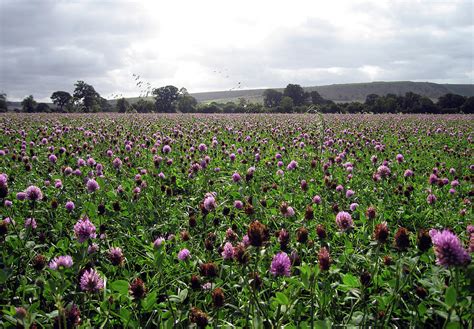 Clover Field Wiltshire England Photograph By Kurt Van Wagner