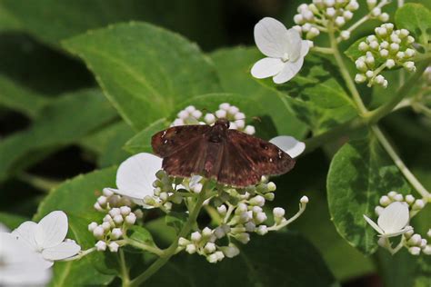 Horace S Duskywing From Bucks County PA USA On July 27 2013 At 10 53