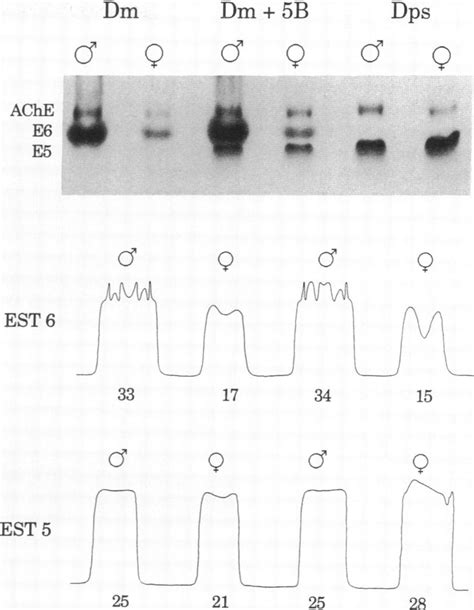 Nondenaturing Polyacrylamide Gel Showing Relative Est 6 And Est 5 Download Scientific Diagram