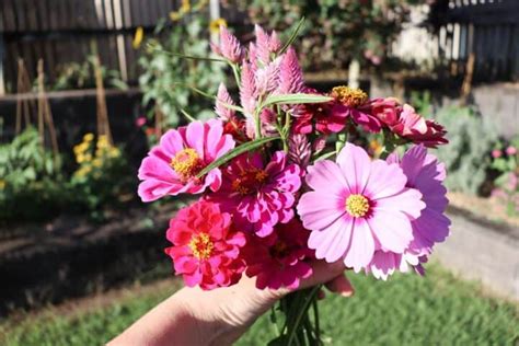 Five best annual flowers for cutting - Pineapple Farmhouse