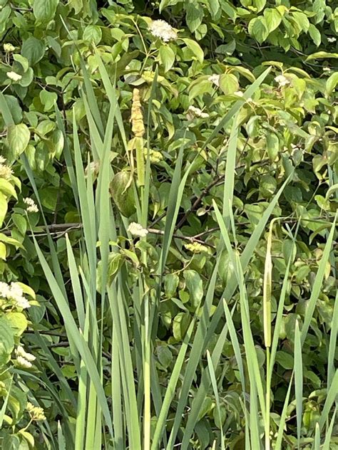 Broadleaf Cattail From Lehighton Pa Us On June At Am