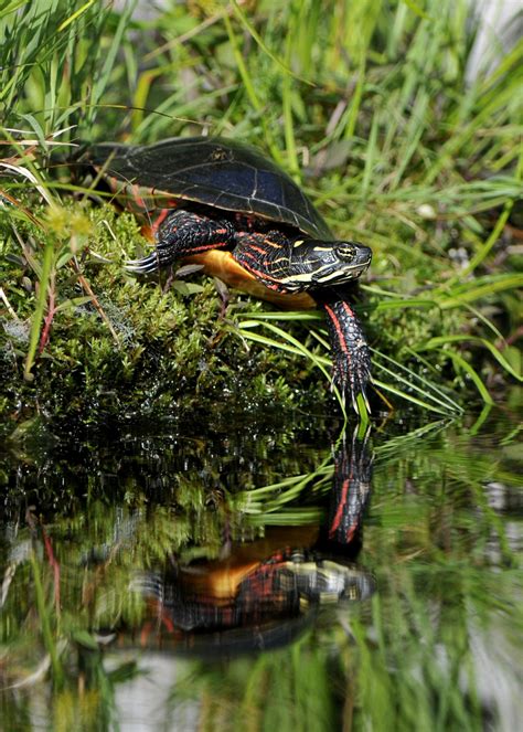 Painted Turtle @ Michael Despines Photography