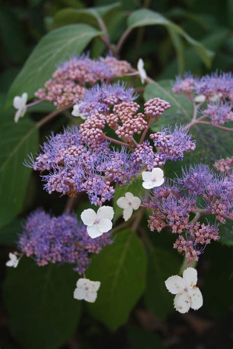 Hydrangea Aspera Kawakamii Group Pan Global Plants