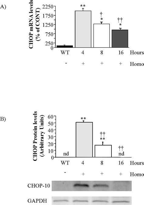 Figure 1 From C Ebp Homologous Protein 10 Chop 10 Limits Postnatal