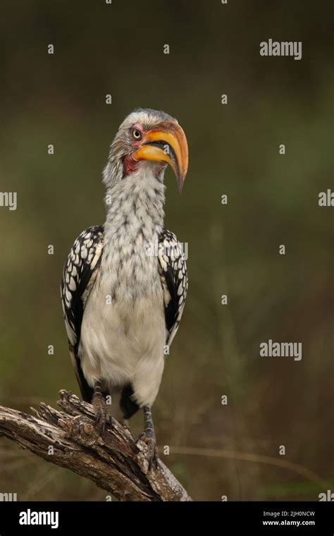 Südlicher Gelbschnabeltoko Southern yellow billed hornbill Tockus