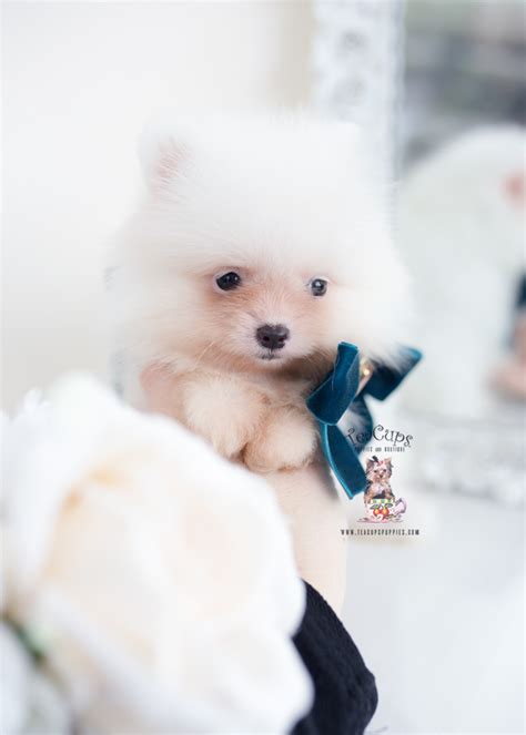 Pomeranian Puppy For Sale Teacup Puppies Teacups Teacup Puppies