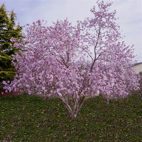 Magnolia Leonard Messel 2 Halka Nurseries