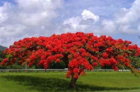 20 Seeds Delonix Regia B6 Royal Poinciana Flamboyant Flame Tree