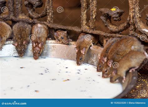 Leite Bebendo Dos Ratos Em Karni Mata Temple Ou Em Templo Dos Ratos