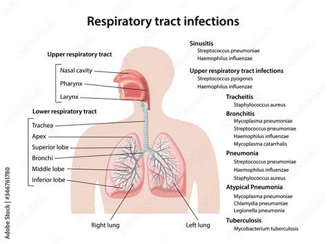 Human respiratory system with description of the corresponding parts. Respiratory tract ...