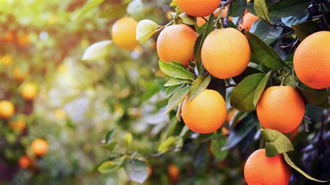 Conhe A Os Principais Tipos De Laranja Produzidos No Brasil Conexo