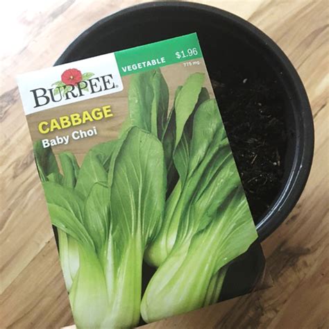 How To Grow Bok Choy From Seed The Ruhmage