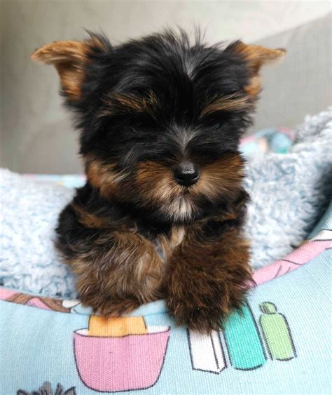 Mini Suczka z Rodowodem Yorkshire Terrier Częstochowa Lisiniec OLX pl