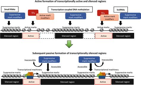 Recent Insights Into The Mechanisms Of De Novo And Maintenance Of Dna