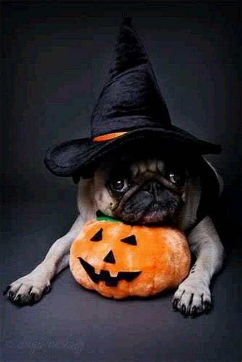 60 Spooky And Cute Halloween Costumes For Pets Designbump Cute Pugs