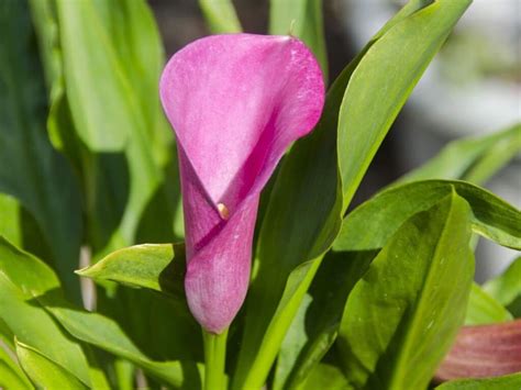 Calla Lily Leaves Turning Yellow? Causes and Effective Remedies | Florgeous