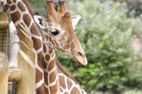 San Antonio Zoo Unveils Savanna Expansion Blooloop