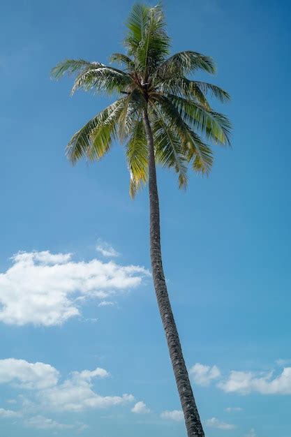 Altos Cocoteros En Posici N Vertical Hacia El Cielo Azul En La Hermosa