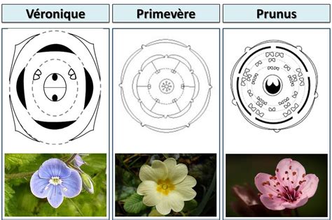 D Couvrir Imagen Diagramme Floral Et Formule Florale Fr