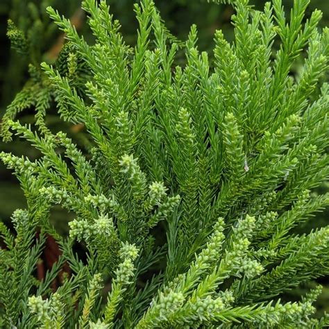 Cryptomeria Japonica Radicans ~ Blue Green Japanese Cedar Gobuyplants