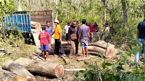 Polisi Amankan 20 Orang Terduga Pelaku Penebangan Liar Di Hutan Blora