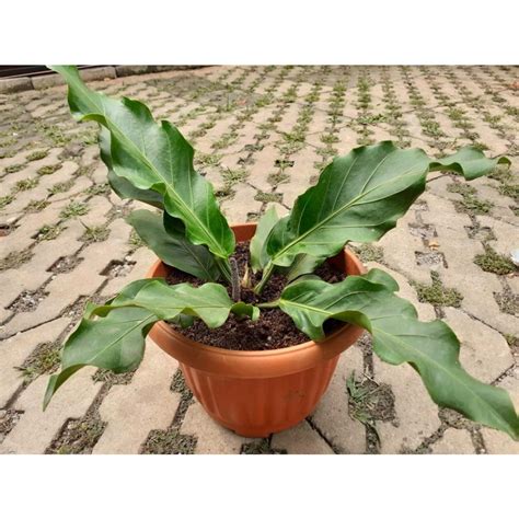 Jual Tanaman Hias Anthurium Gelombang Cinta Pohon Anthurium Gelombang