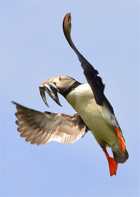 Flying puffin – f4 Inspirational Images