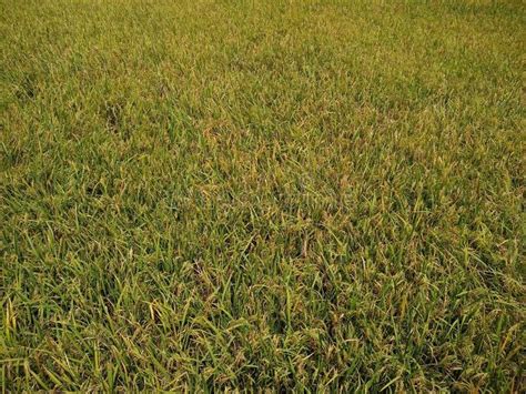 Rice Farming Paddy Field And Coconut Palm Trees Tamil Nadu India