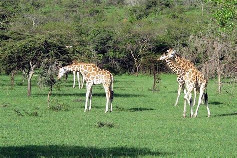 T Gige Private Safari Zum Murchison Falls National Park Mit Big Five