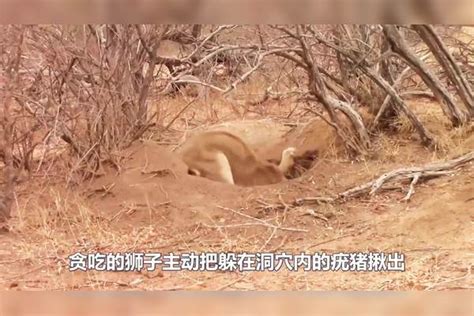 胆大包天的疣猪，遇到狮子直接就是一头：我顶你个肺呀！