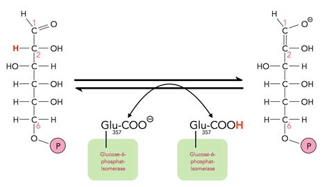 Glycolyse Schritt 2 Isomerisierung