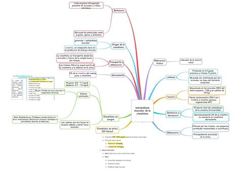Metabolismo De La Creatinina Geroto Udocz