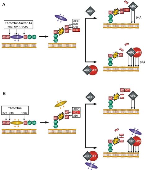 Schematic Representation Of Apc And Apc Ps Dependent Inactivation Of