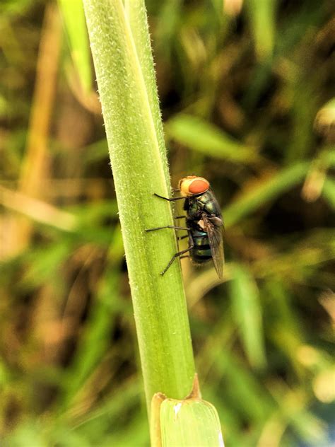 Exotic Drosophila Fruit Fly Diptera Insect on Plant 15130614 Stock ...