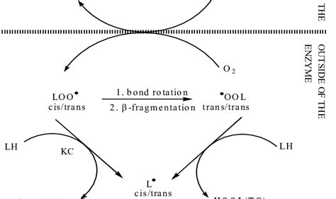 Substrate As A Hydrogen Atom Donor In Enzyme Initiated Catalysis Of