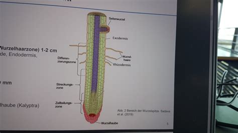 Anatomie Der Wurzel Karteikarten Quizlet