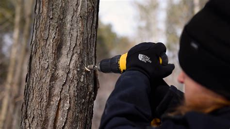 Maple syrup farms affected by winter warmth