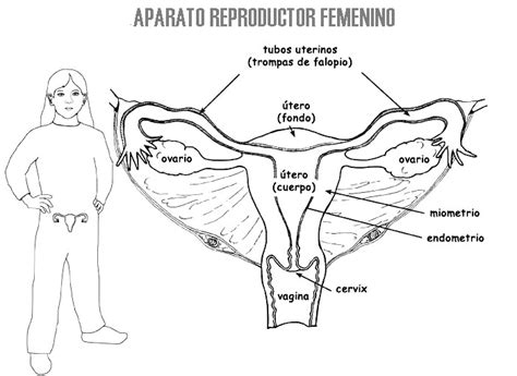 Aparato Reproductor Femenino Para Colorear Cuerpo Humano