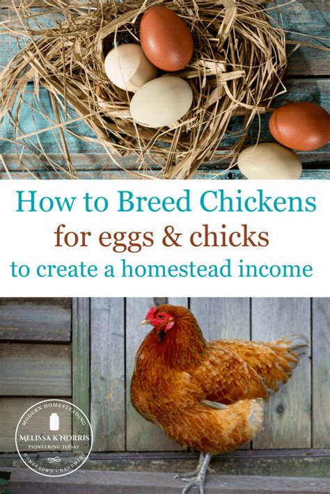 Breeding Chickens Naturally Selective Breeding For Eggs And Chicks