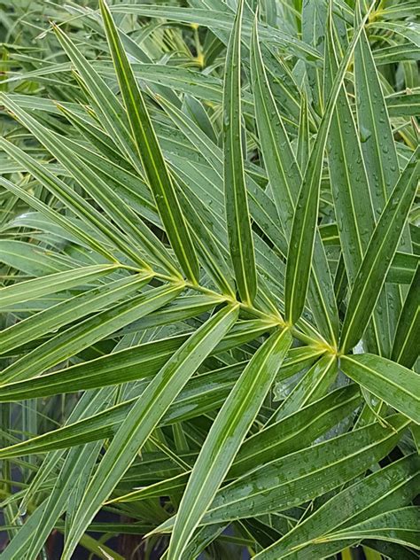 Lg Silvery Seashore Palm Tree Allagoptera Arenaria Kens Nursery