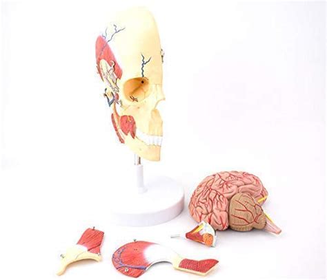 Buy Zamax Study Model Anatomy Model Part Human Skull Model With