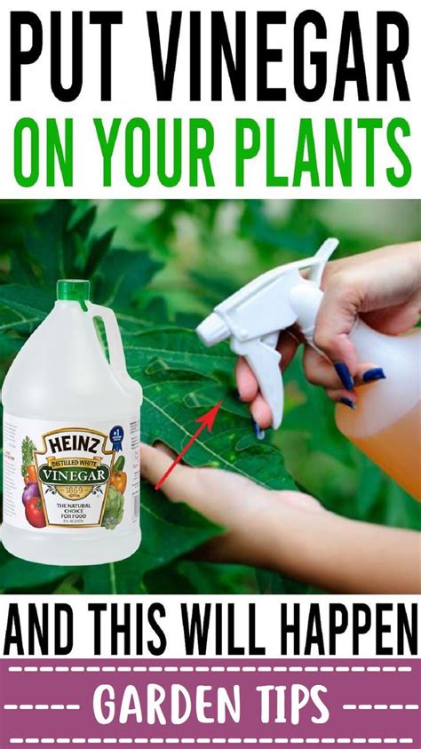 10 Uses Of White Vinegar In The Garden Vinegar Uses White Vinegar