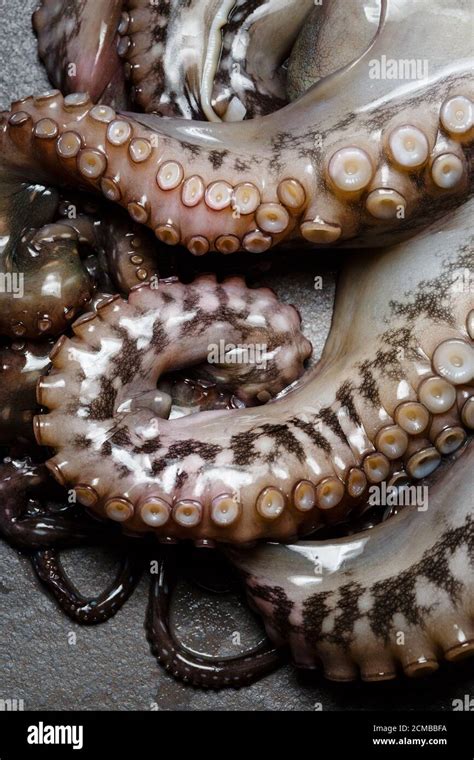 Mariscos Primeros Planos Partes De Pulpo Crudo En Tabla De Piedra