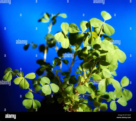 Shamrock, Symbol of Ireland Stock Photo - Alamy