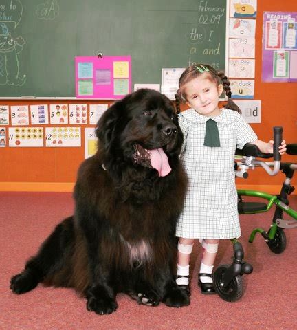 Newfoundland Dog Size Comparison | [#] Lunawsome