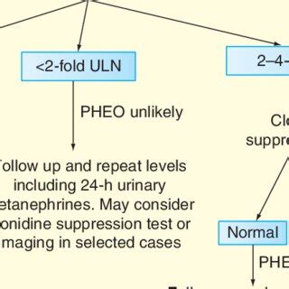 Confounding variables associated with false-positive metanephrines ...